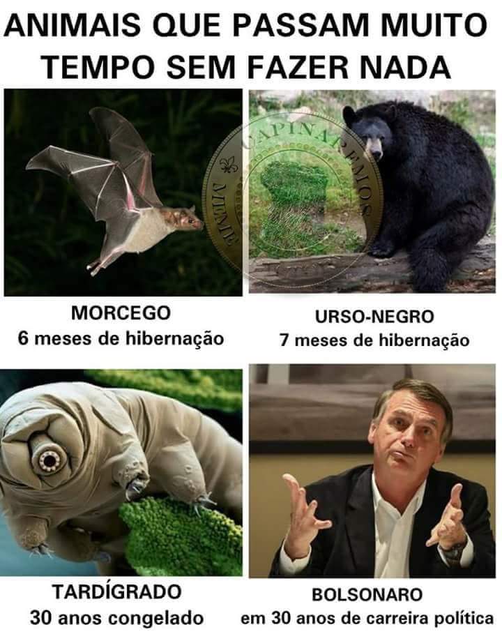 Animais Que Passam Muito Tempo Sem Fazer Nada