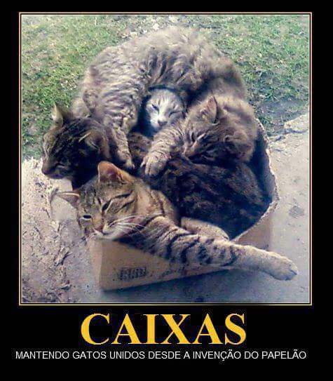 Caixas Mantendo Gatos Unidos