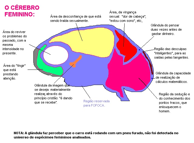 Cérebro Feminino