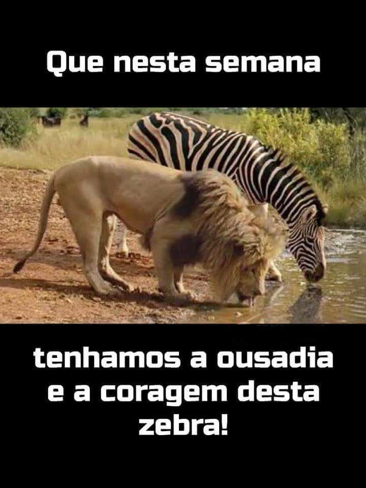 Ousadia E Coragem Da Zebra